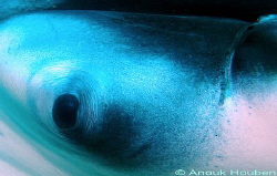 Detail of a Manta ray, Manta brevirostris. Picture taken ... by Anouk Houben 
